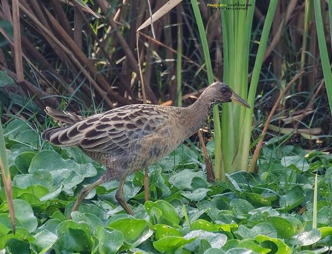 Watercock - ANUPAM MUKHERJEE