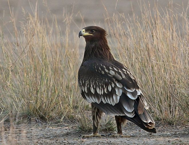 Greater Spotted Eagle - Gobind Sagar Bhardwaj