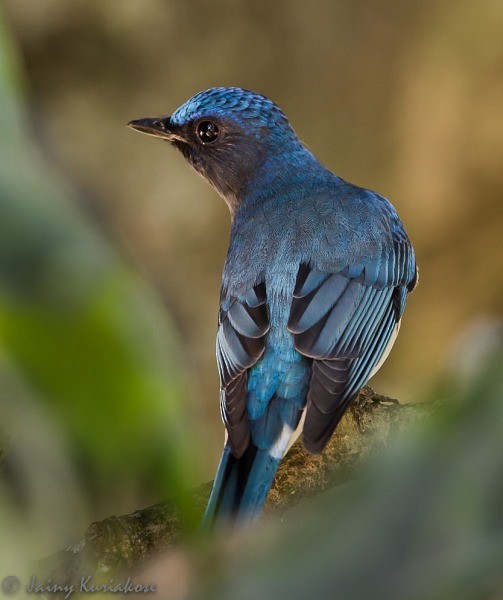 Blue-and-white Flycatcher - ML377612881