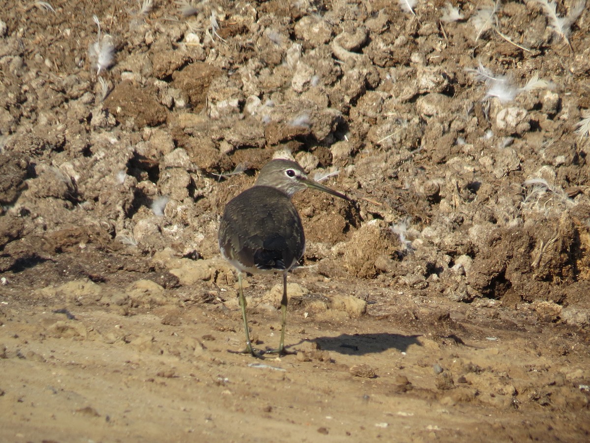 Green Sandpiper - Luís Gordinho