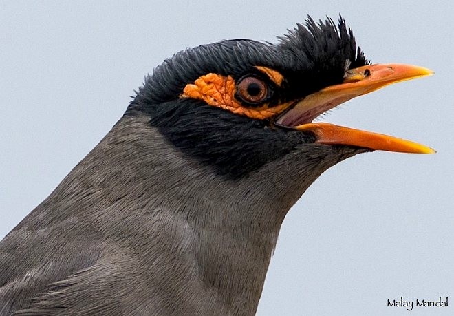 Bank Myna - ML377613141