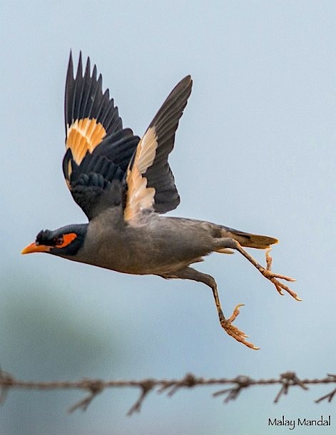 Bank Myna - ML377613211