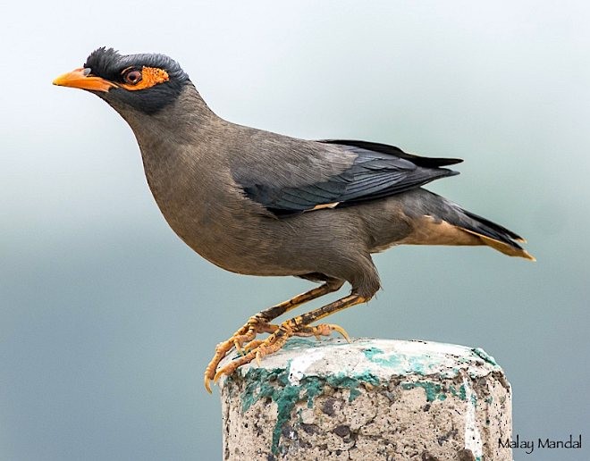 Bank Myna - ML377613221