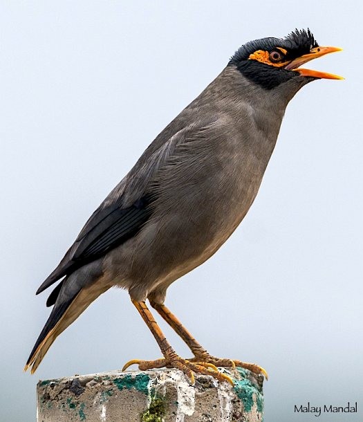 Bank Myna - ML377613241