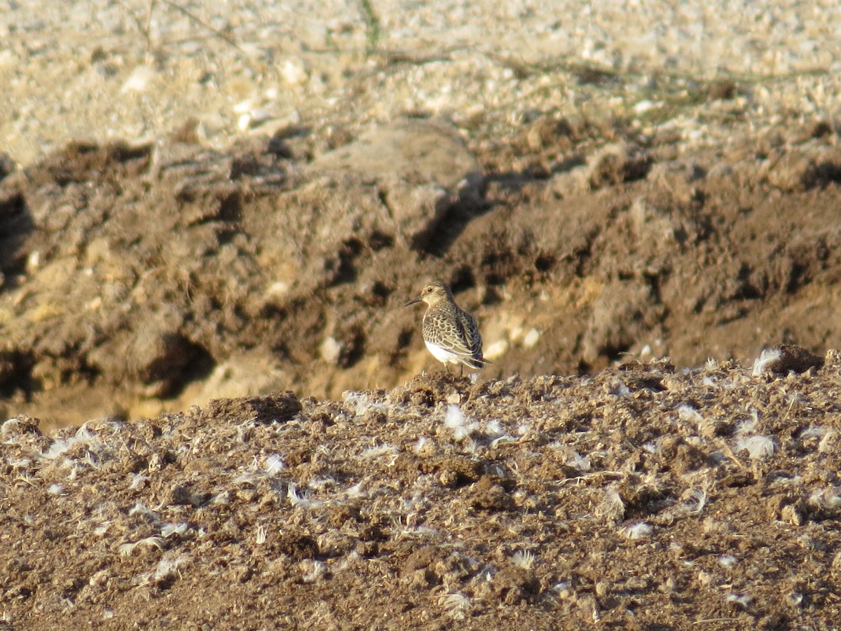 Baird's Sandpiper - ML377613271