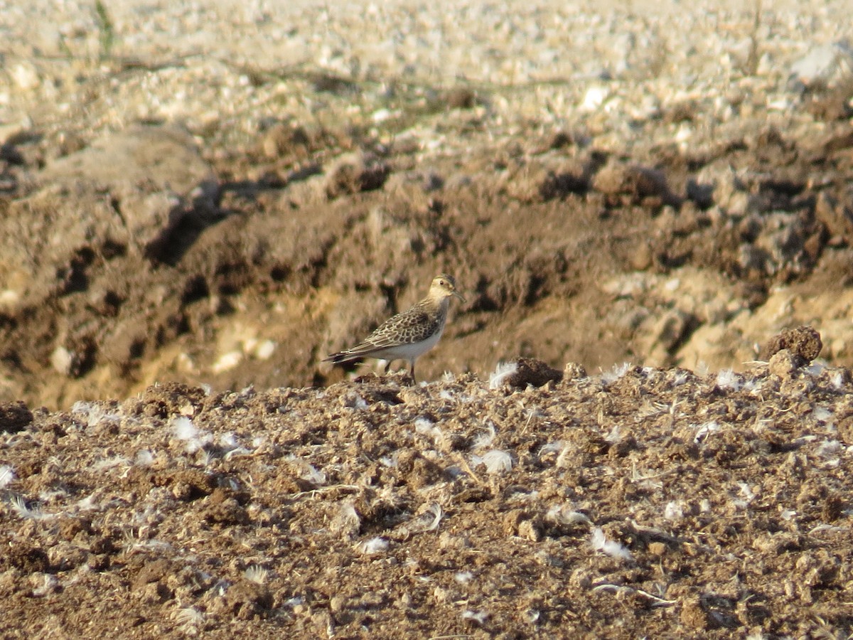 Baird's Sandpiper - ML377613361