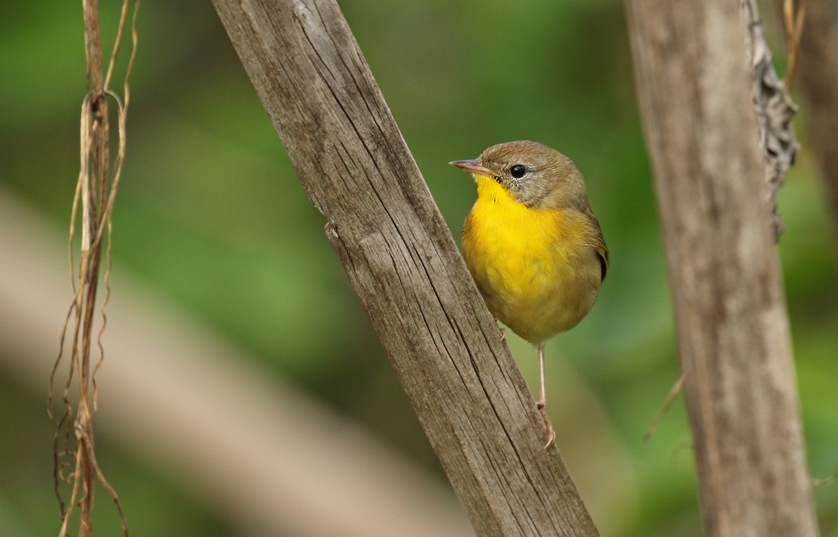 Common Yellowthroat - Ryan Schain