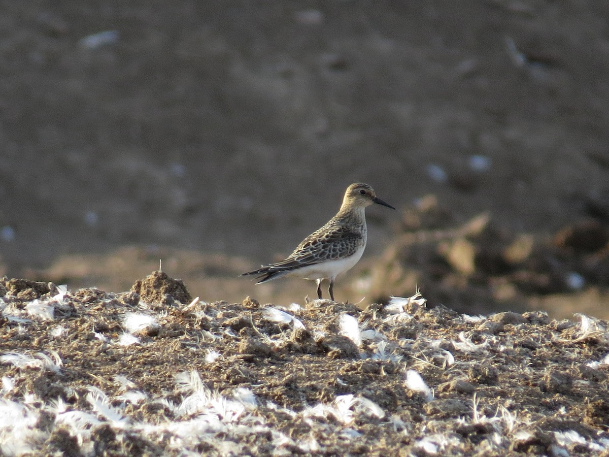 Baird's Sandpiper - ML377613511