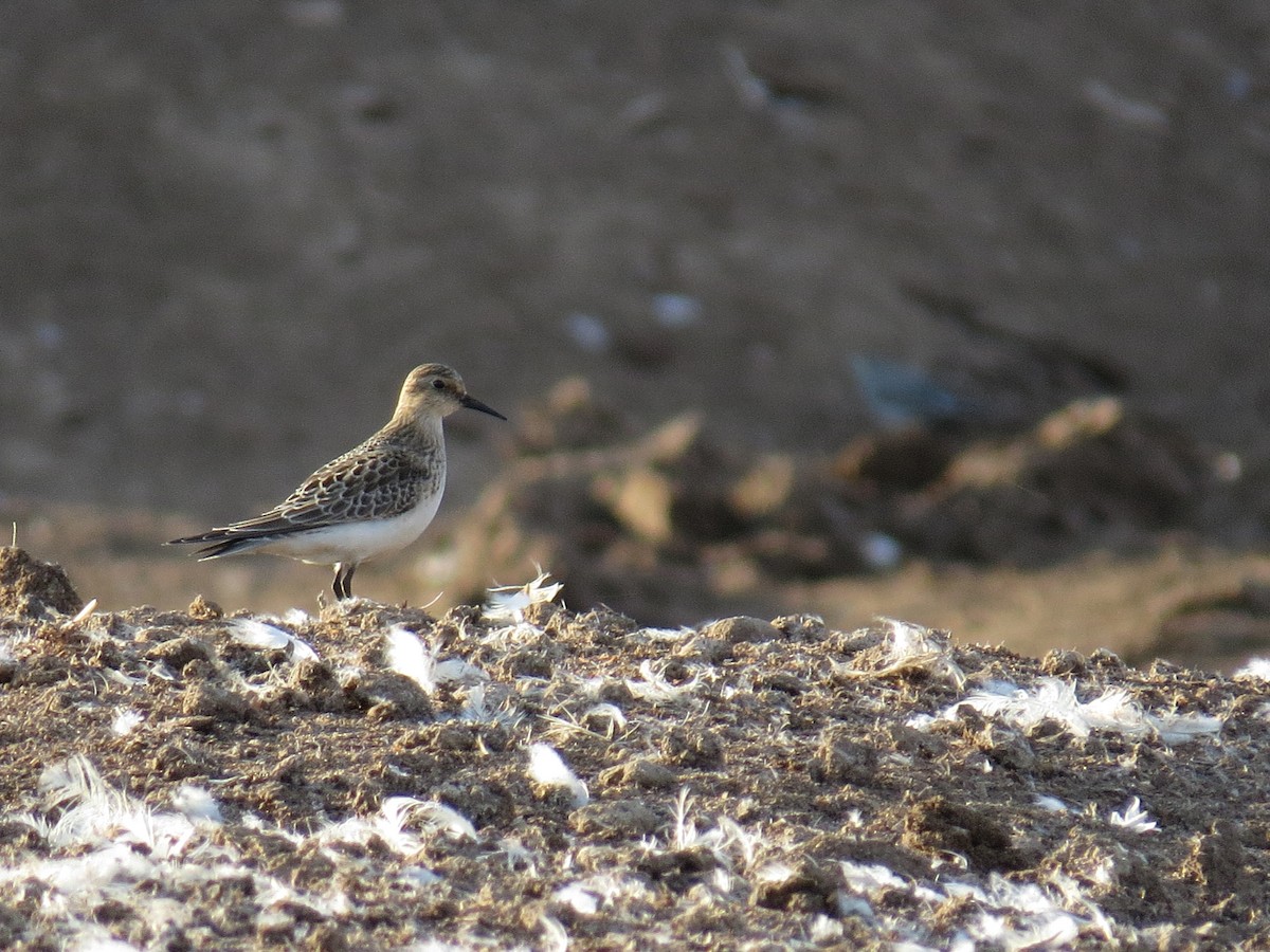 Baird's Sandpiper - ML377613641