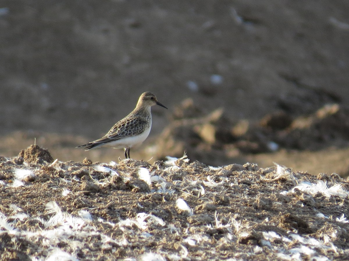 Baird's Sandpiper - ML377613691