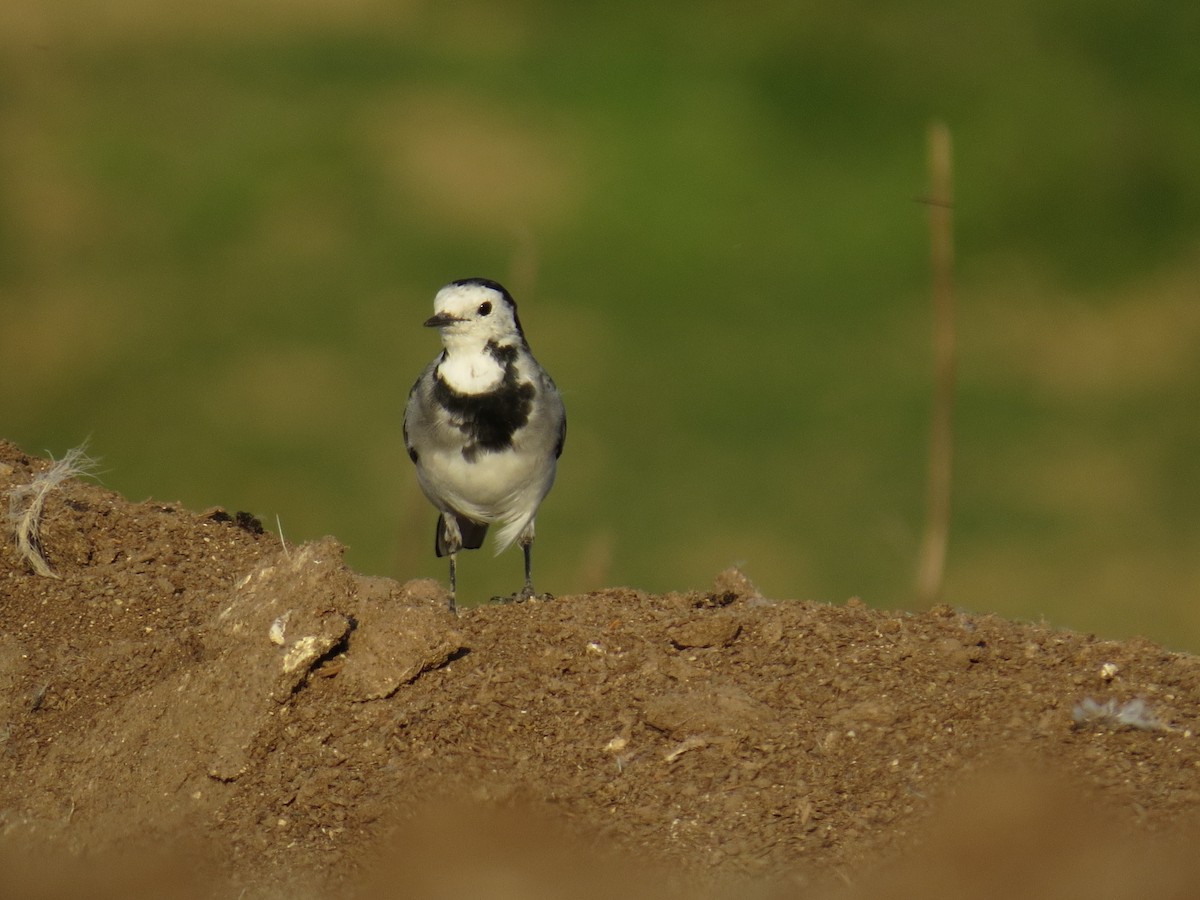 White Wagtail - ML377614131