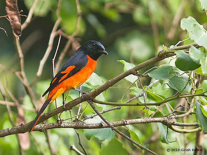 Grand Minivet - ML377614141