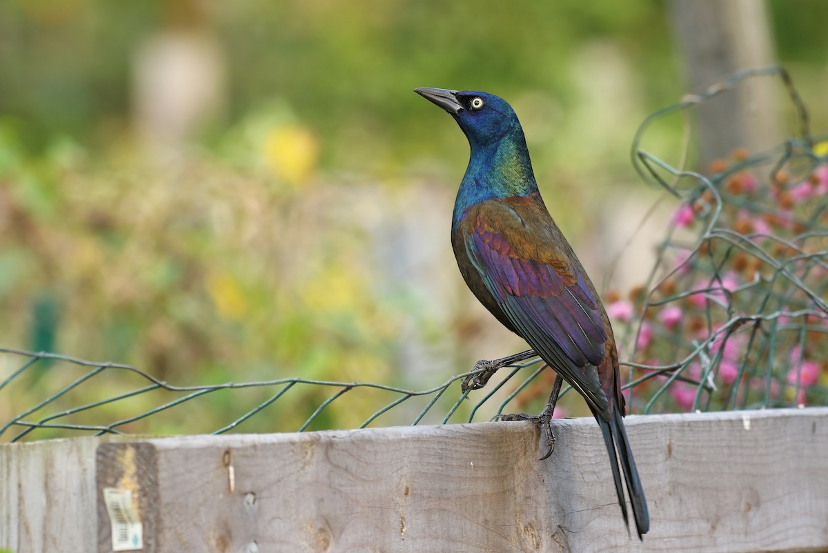 vlhovec lesklý (ssp. versicolor) - ML37761501