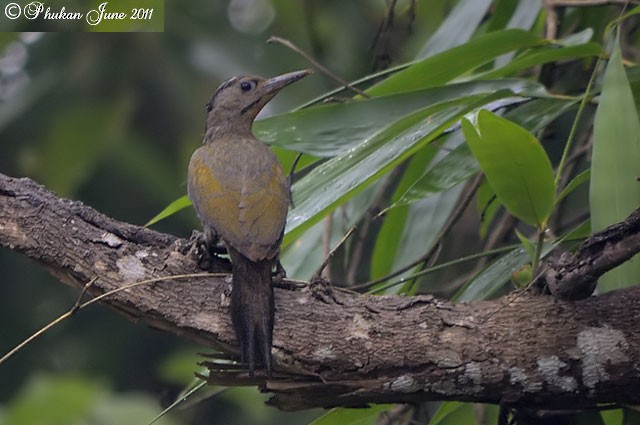 Gray-headed Woodpecker (Black-naped) - ML377615161