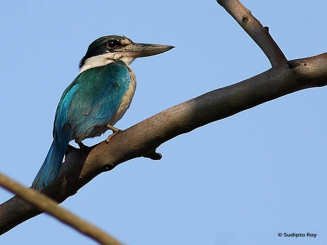 Collared Kingfisher (Oriental) - Sudipto Roy