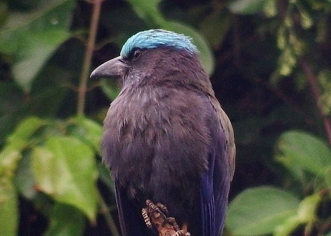 Purple-winged Roller - ML377615781