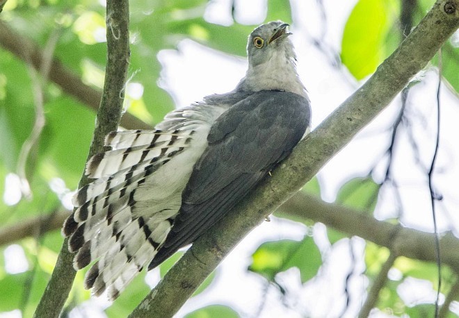 Common Hawk-Cuckoo - ML377616551