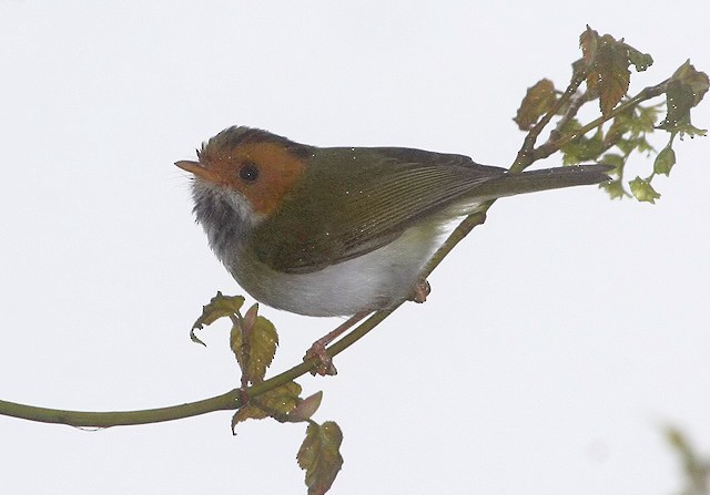 Rufous-faced Warbler - ML377616891