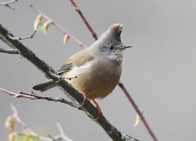 Stripe-throated Yuhina - ML377618411