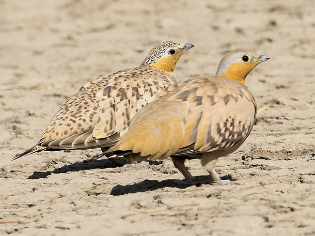 Spotted Sandgrouse - ML377618761