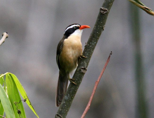 Brown-crowned Scimitar-Babbler (Phayre's) - ML377618931