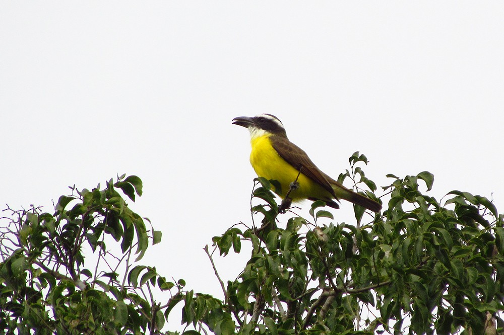 Boat-billed Flycatcher - ML37761911