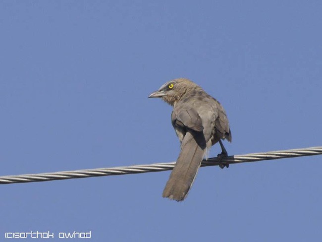 Large Gray Babbler - ML377619291