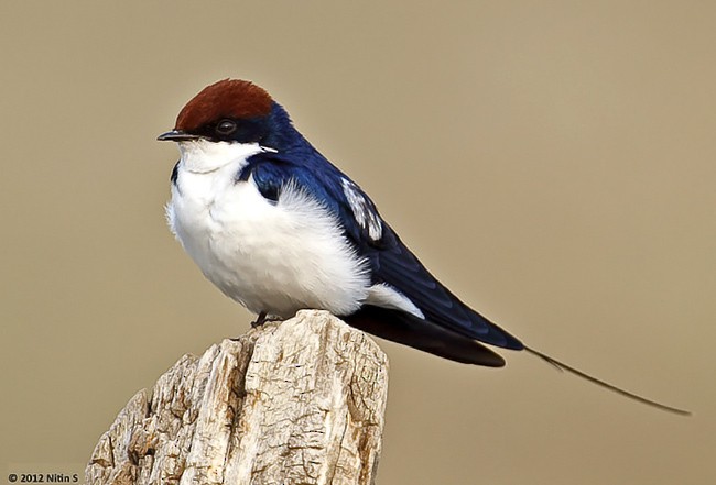 Wire-tailed Swallow - ML377620311