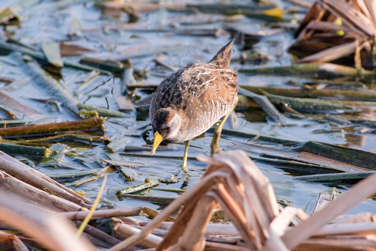 Polluela Sora - ML37762051