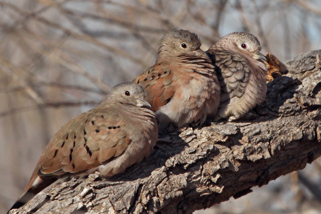 Ruddy Ground Dove - Dick Dionne