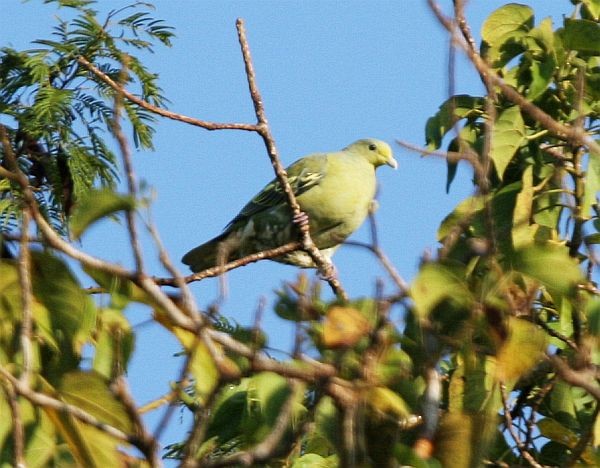 Sumba Green-Pigeon - James Eaton