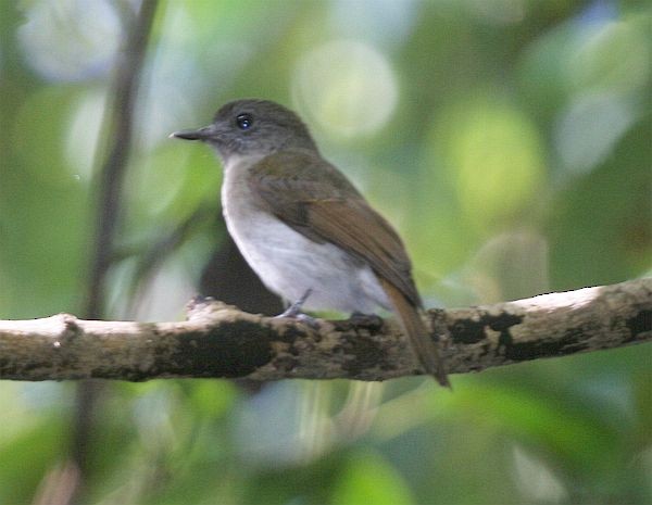 Sumba Jungle Flycatcher - ML377621401