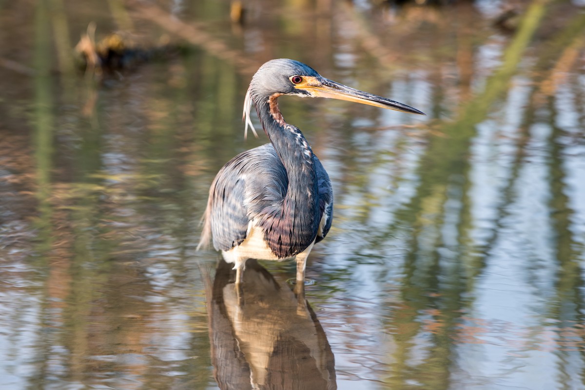 Tricolored Heron - Jeff Langford