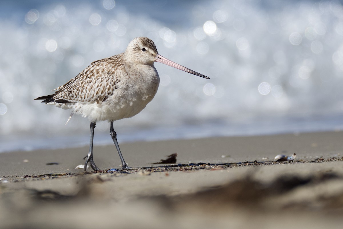 Bar-tailed Godwit - Peter Allen