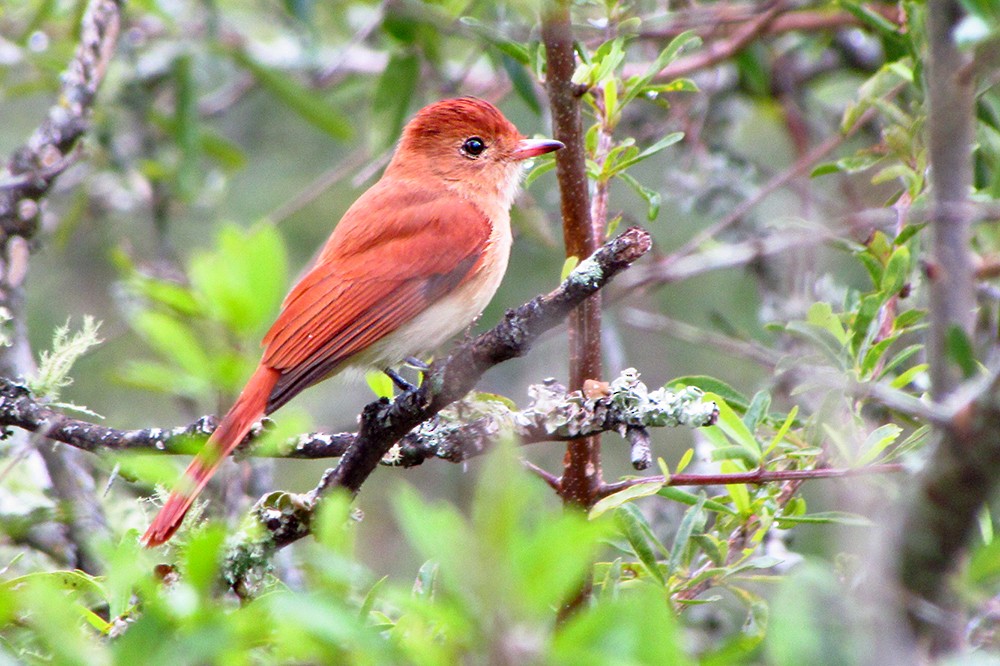 Rufous Casiornis - Fabricio C. Gorleri