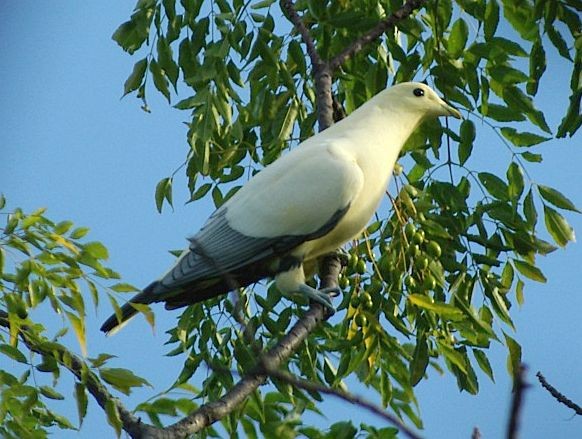 Silver-tipped Imperial-Pigeon - ML377622621