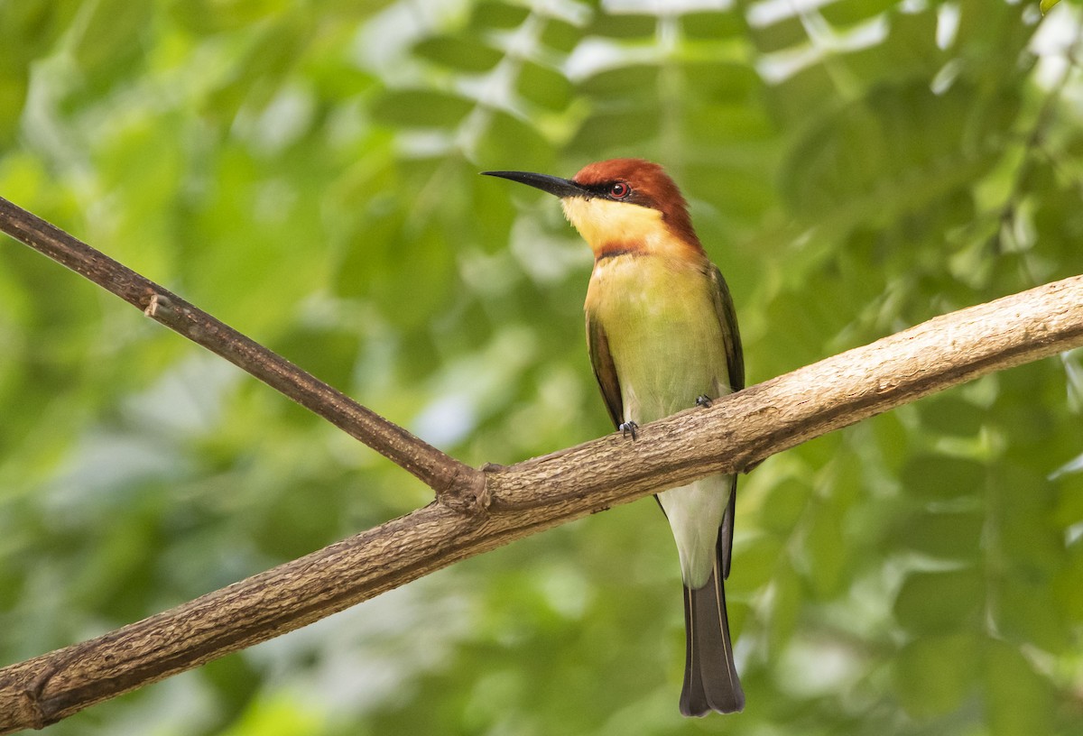 Chestnut-headed Bee-eater - ML377623381