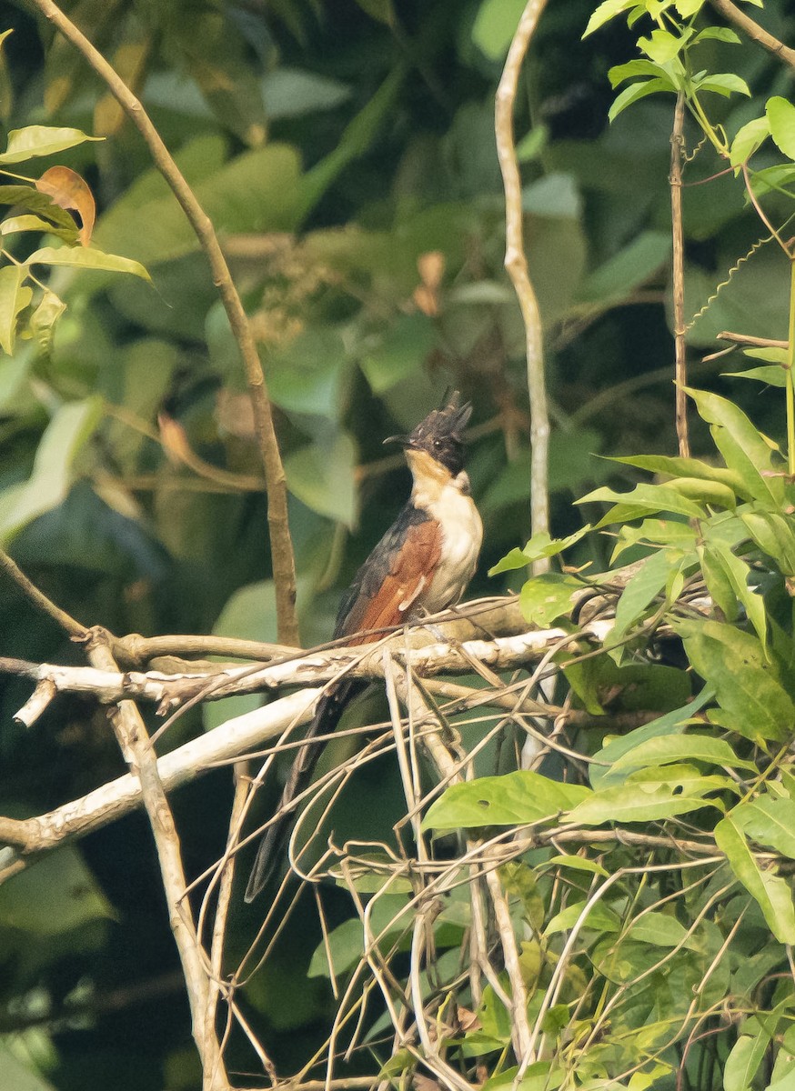 Chestnut-winged Cuckoo - ML377624601