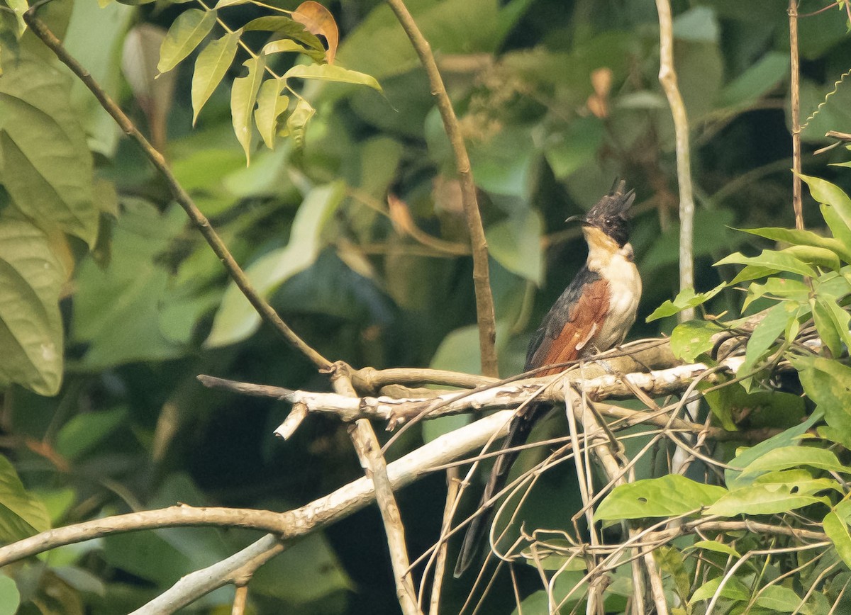 Chestnut-winged Cuckoo - ML377624611