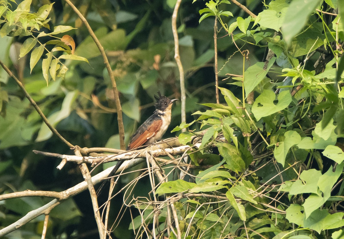 Chestnut-winged Cuckoo - Abdul Fattah