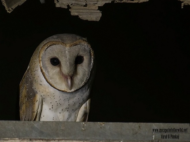 Barn Owl (Eastern) - ML377624641