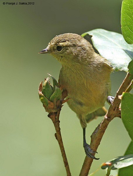 Yellow-browed Tit - ML377624731