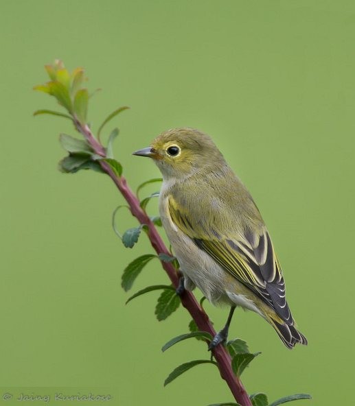Fire-capped Tit - Jainy Kuriakose