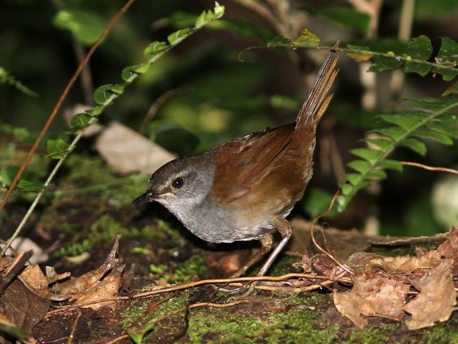 Sulawesi Bush Warbler - ML377626521