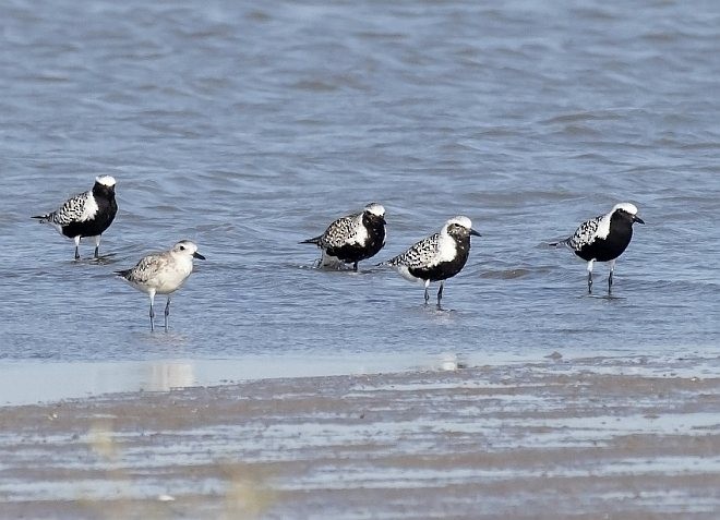 Black-bellied Plover - ML377627031