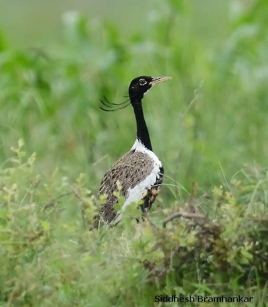 Lesser Florican - Siddhesh Bramhankar