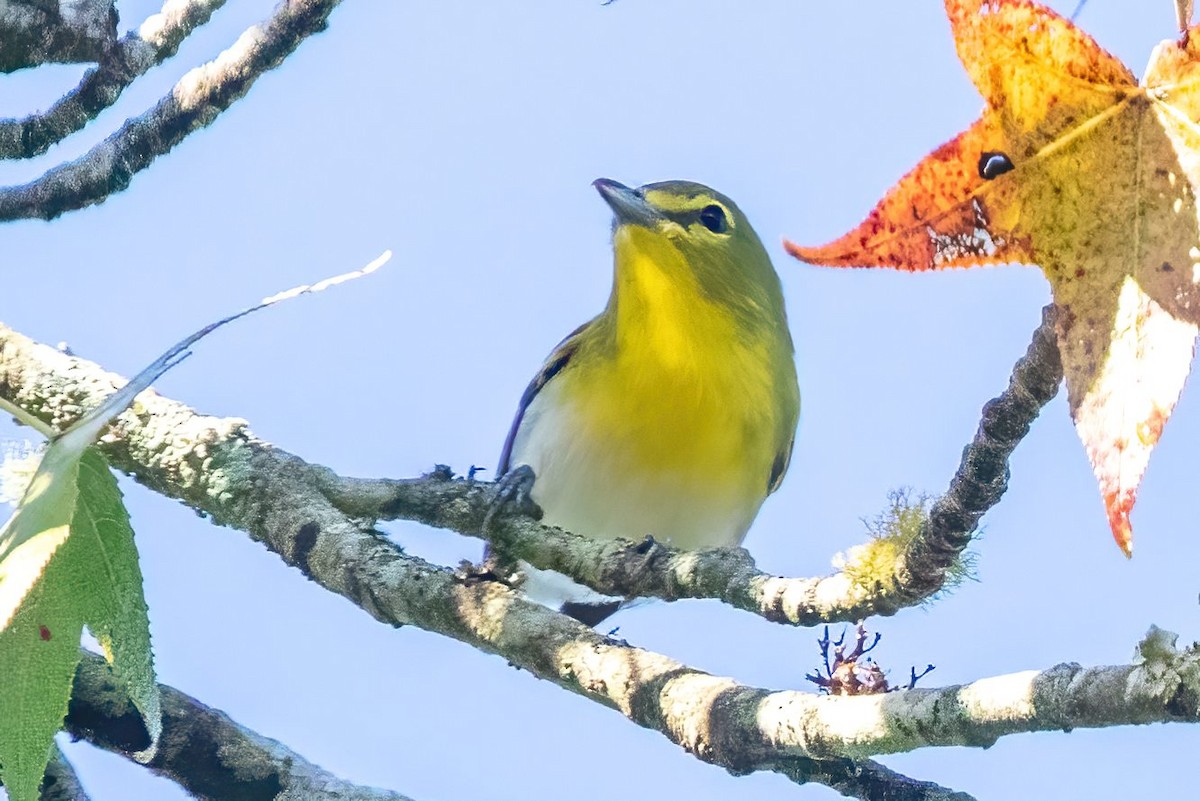 Yellow-throated Vireo - Sandy & Bob Sipe