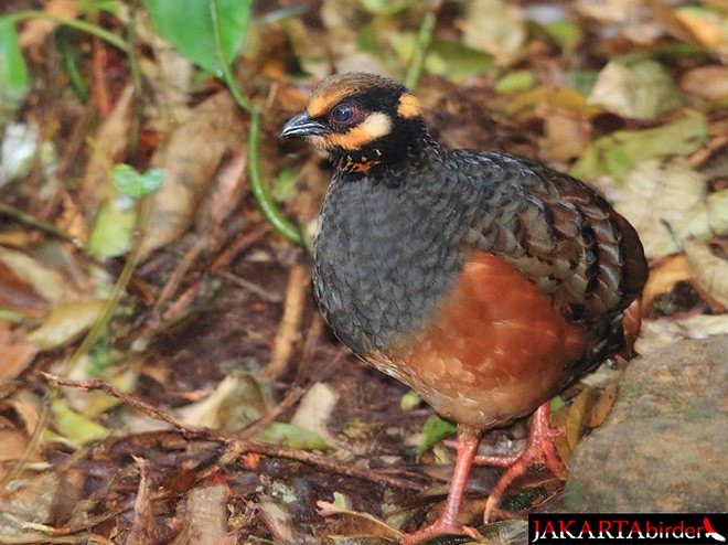 Chestnut-bellied Partridge - ML377627721