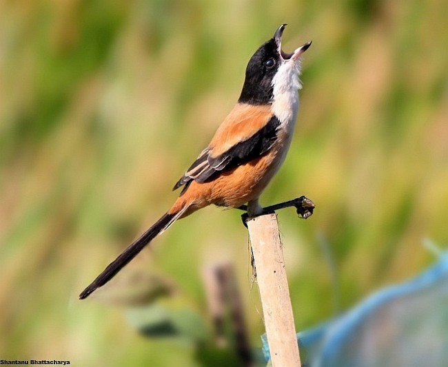 Long-tailed Shrike (tricolor/longicaudatus) - ML377628391