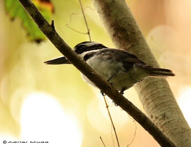 Sombre Kingfisher - ML377628781